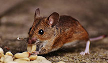 24 Hour & Emergency Exterminators in Grand Mound, WA